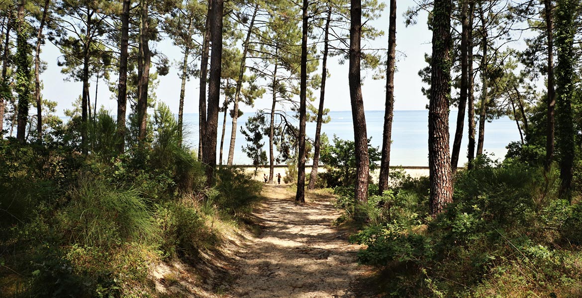 Sentier sablonneux traversant une forêt de pins et menant à une plage avec vue sur l'océan sous un ciel clair.