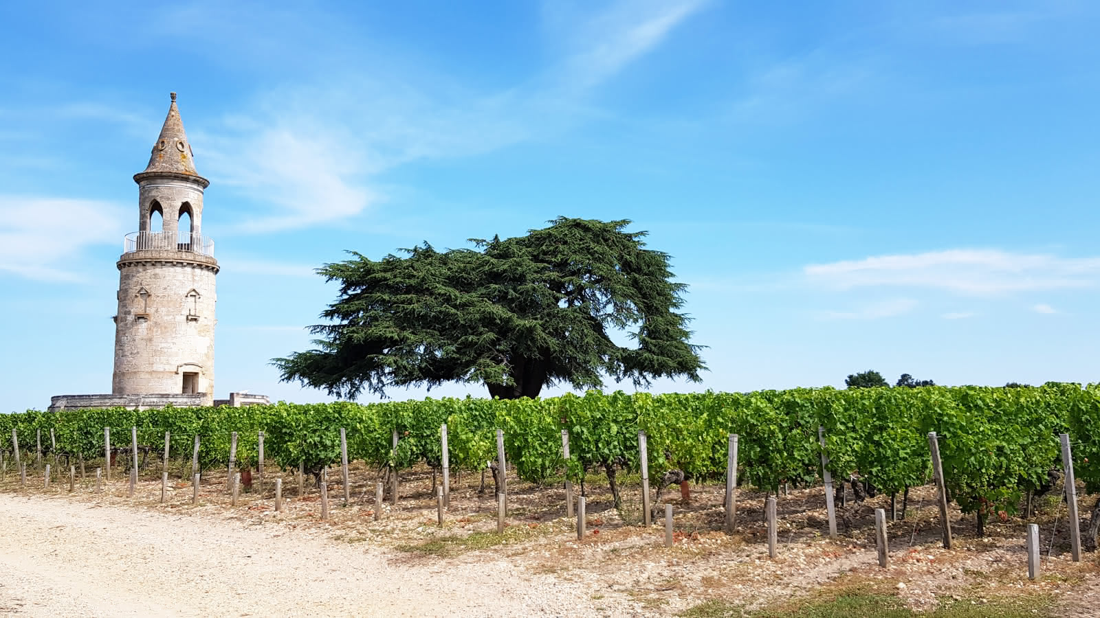 Tour historique dans un vignoble avec des rangées de vignes sous un ciel bleu clair.