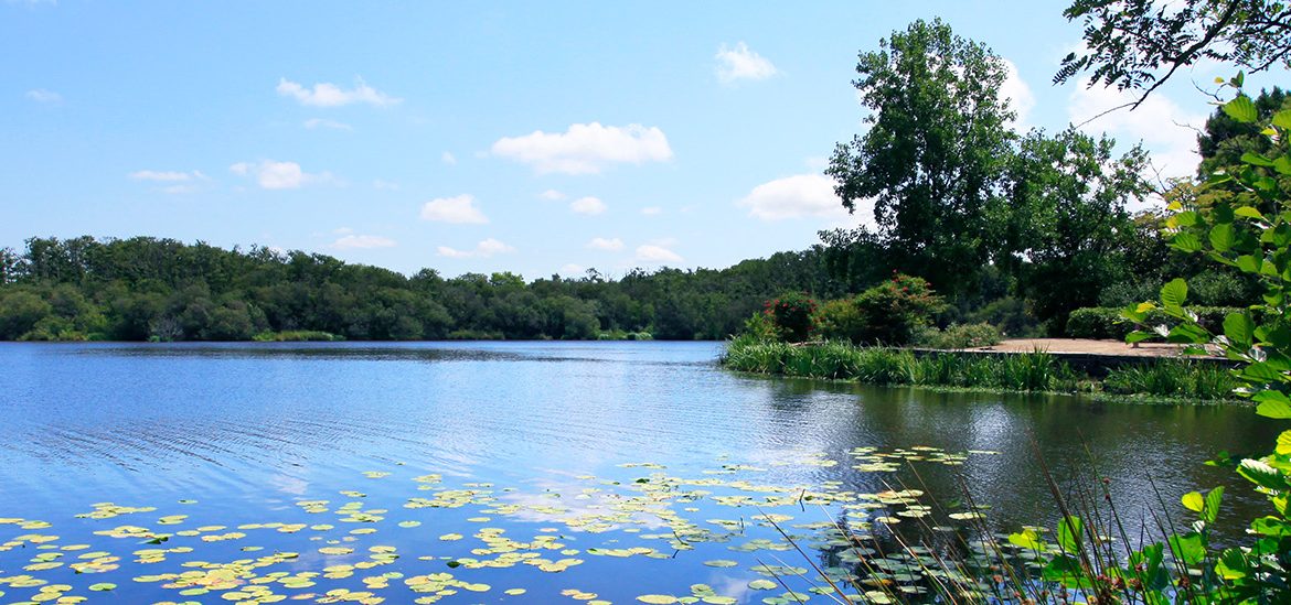 Vue paisible du lac de Mimizan, bordé de végétation avec des nénuphars flottant sur l’eau et une forêt en arrière-plan.