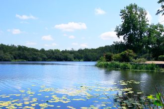 Vue paisible du lac de Mimizan, bordé de végétation avec des nénuphars flottant sur l’eau et une forêt en arrière-plan.