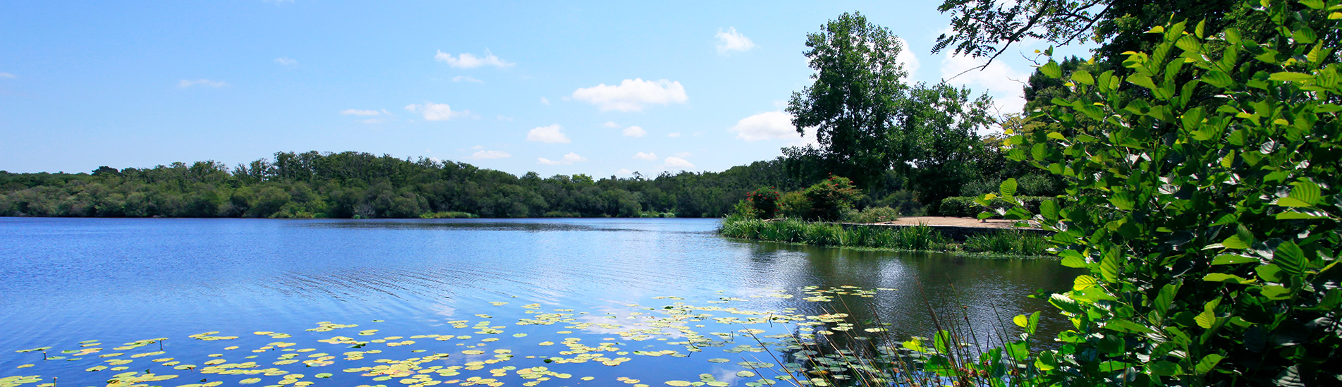 Vue paisible du lac de Mimizan, bordé de végétation avec des nénuphars flottant sur l’eau et une forêt en arrière-plan.