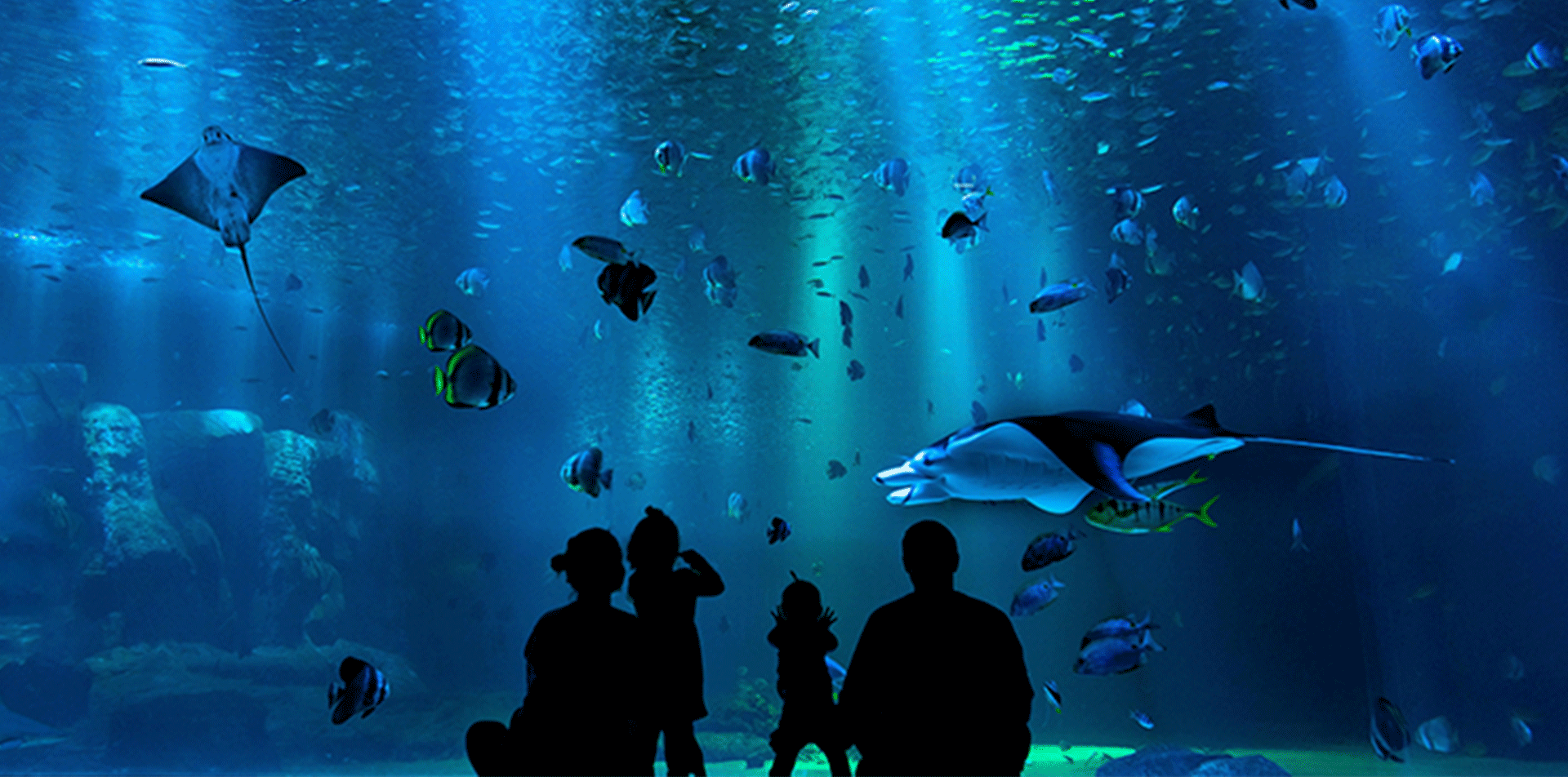 visuel_aquarium-paysage_1920x952 visuel_aquarium-paysage_1920x952
